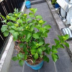 大株の紫陽花