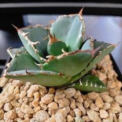 アガベ チタノタ 貔貅(ひきゅう) (その他アガベやサボテン等あります)の画像