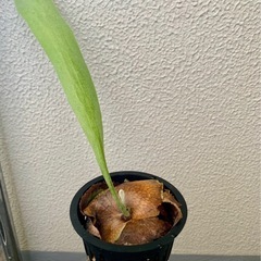 観葉植物　ビカクシダ　ネザーランド　胞子葉出現×3あり 子株　3...