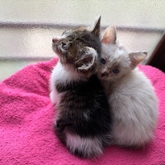 2ヶ月ぐらいの保護猫