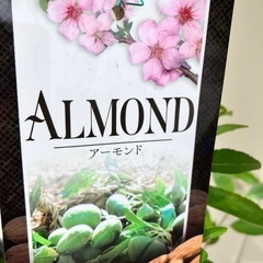 アーモンド苗木　　接木苗