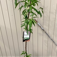 アーモンド苗木　　接木苗の画像