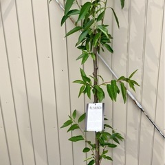 アーモンド苗木　　接木苗の画像