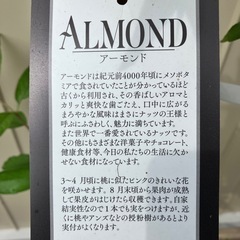 アーモンド苗木　　接木苗の画像