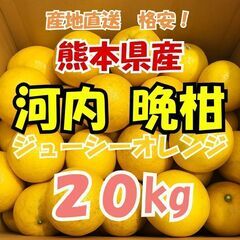 数量限定！熊本県産　河内晩柑（ジューシーオレンジ）20kg　家庭用