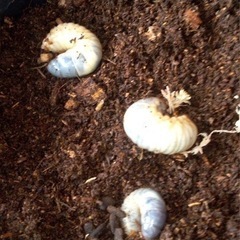 カブトムシの成虫
