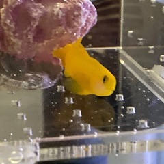 海水魚　キイロサンゴハゼ　 の画像