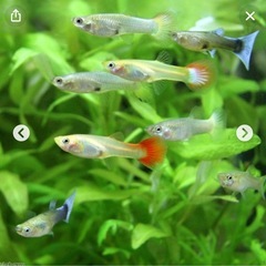 (11)　グッピーの稚魚 10匹の画像