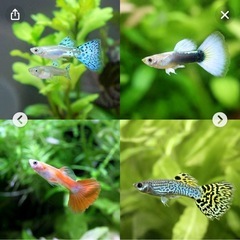 (11)　グッピーの稚魚 10匹の画像