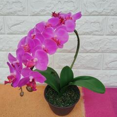 ミニ胡蝶蘭
