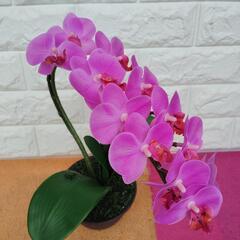 ミニ胡蝶蘭の画像