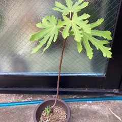 いちじくの苗木　イチジク　無花果　果樹苗