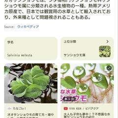 水槽関連水草　浮き草　オオサンショウモの画像