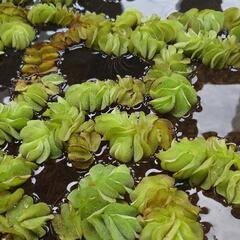 水槽関連水草　浮き草　オオサンショウモの画像