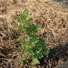 ヘンルーダ、ルー30粒の画像