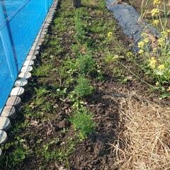 ヘンルーダ、ルー30粒の画像