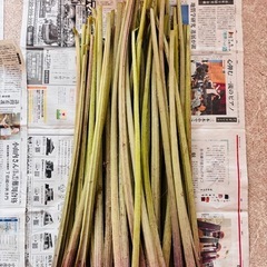 ①28日朝収穫フキ　山菜