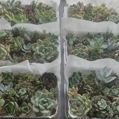 多肉植物のセット🍀