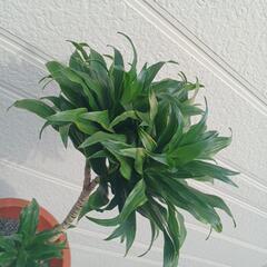 観葉植物　ドラセナ　コンパクタ②　の画像