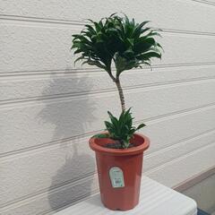 観葉植物　ドラセナ　コンパクタ②　の画像