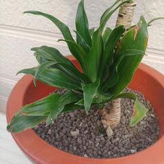 観葉植物　ドラセナ　コンパクタ②　の画像