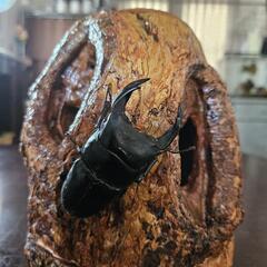 オオクワガタアブソルート血統です！オスのみ