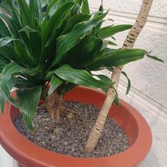 観葉植物　ドラセナ　コンパクタ　①の画像