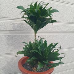 観葉植物　ドラセナ　コンパクタ　①の画像