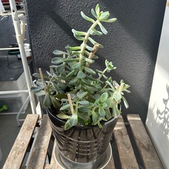 多肉植物の画像