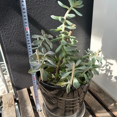 多肉植物の画像