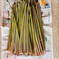 ③28日朝収穫フキ　山菜