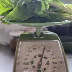 間引きサンチェ
