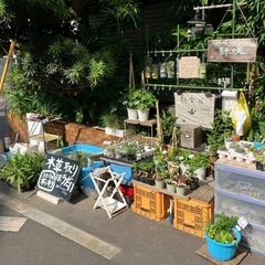  水草取り放題実施中‼︎ 植物の無人販売処『軒咲(のきさ...