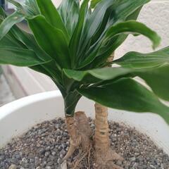 観葉植物　ドラセナ　コンパクタ③の画像