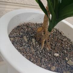 観葉植物　ドラセナ　コンパクタ③の画像