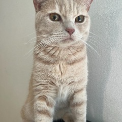 オス猫2匹里親募集