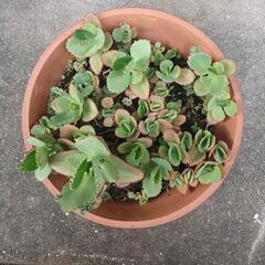 多肉植物カランコエ　子宝ベンケイソウ