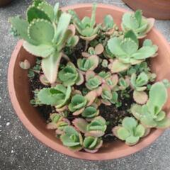 多肉植物カランコエ　子宝ベンケイソウの画像