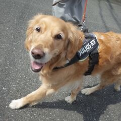 🐾【モニター募集】犬との暮らしをもっとラクに・楽しく♪ グループ...