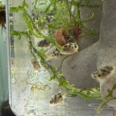 アベニーパファー　稚魚　5匹【注意書きの確認をお願いします】