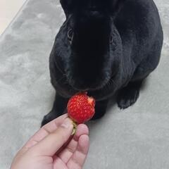 ミニレッキス(ウサギ)　緊急で里親募集しています！