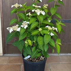紫陽花(紅か紅額)① 蕾咲いてきました