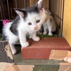 野良猫の仔猫 (オス)(メス) 4兄妹