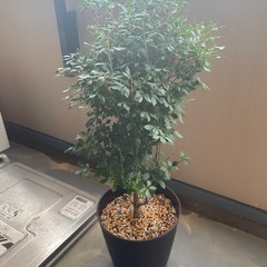 鉢植えドウダンツツジ