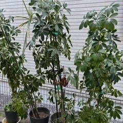 木　植物