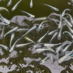 みゆきメダカ 10匹 幹之メダカの画像