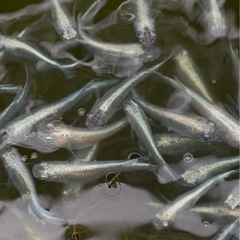 みゆきメダカ 10匹 幹之メダカの画像