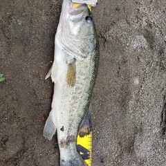 一緒にバス釣りしませんか