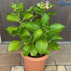 額紫陽花　ダンスパーティーかも　ピンク八重