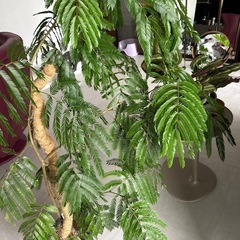 観葉植物エバーフレッシュの画像